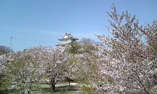 丸亀城桜1